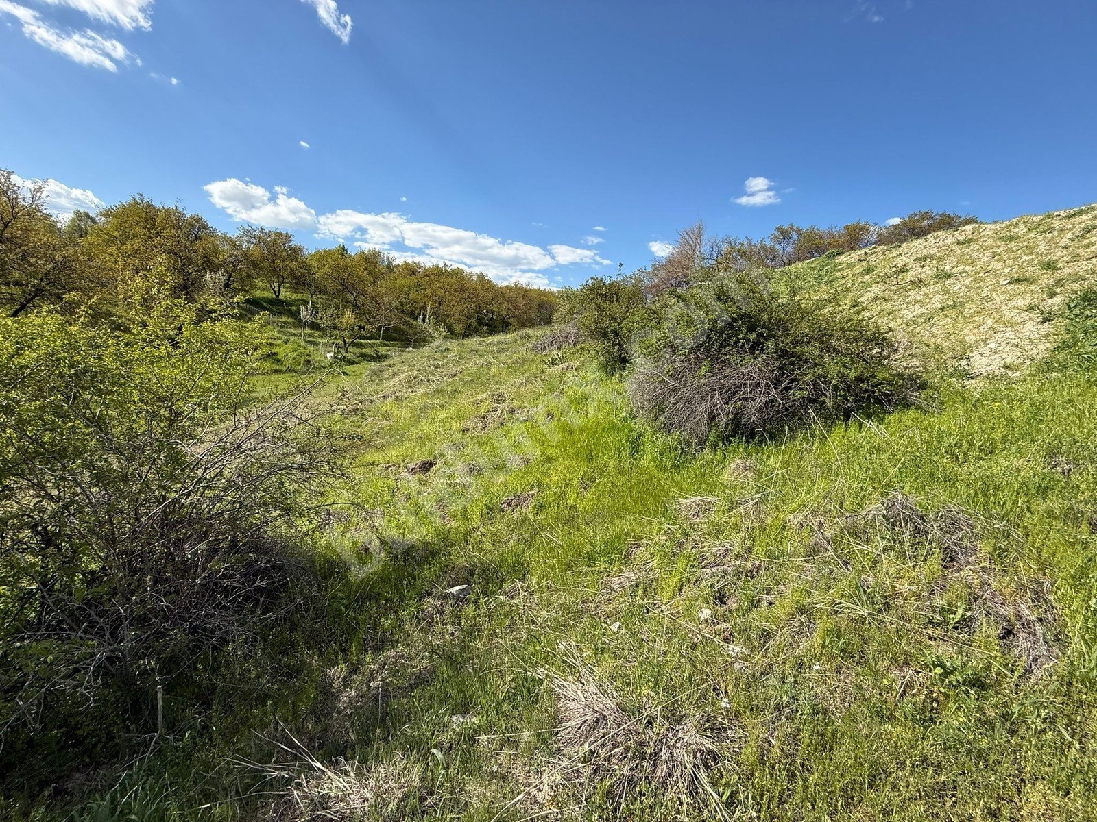 Gedikte İmar Sınırında ACİL Satılık 2459 m² Üzüm Bağı - Fotoğraf 9