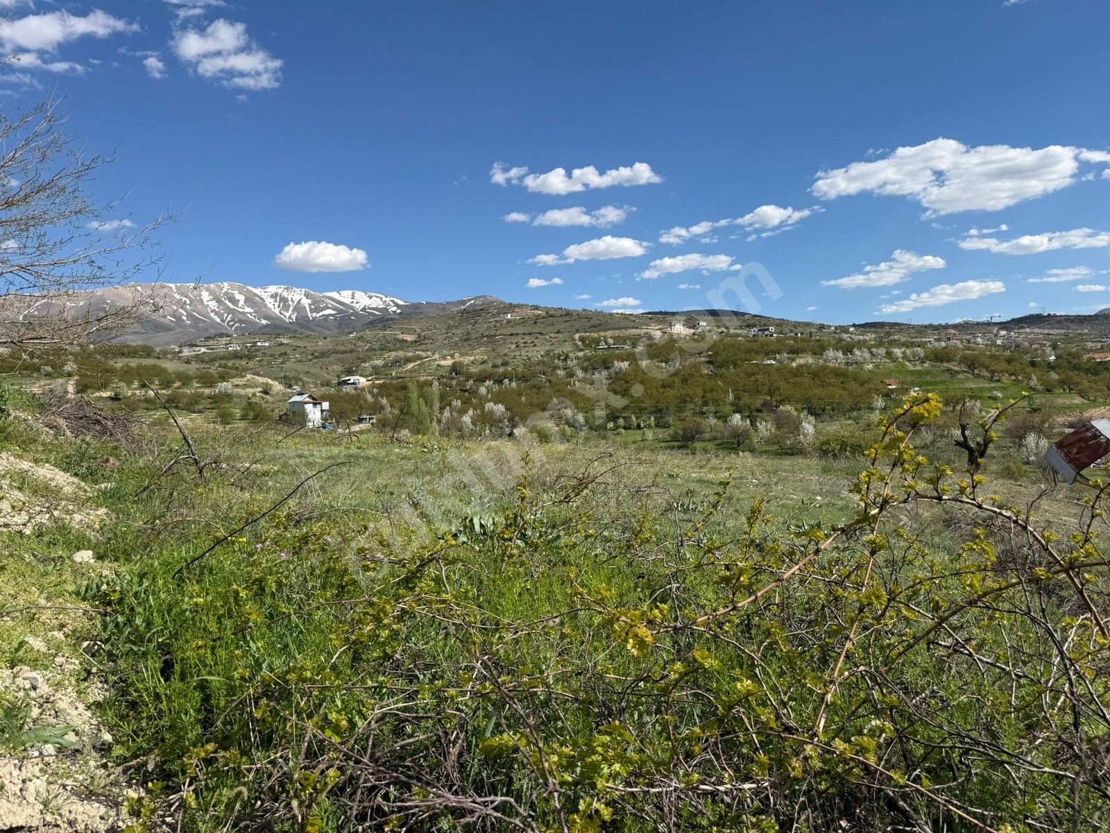 Gedikte İmar Sınırında ACİL Satılık 2459 m² Üzüm Bağı - Fotoğraf 3