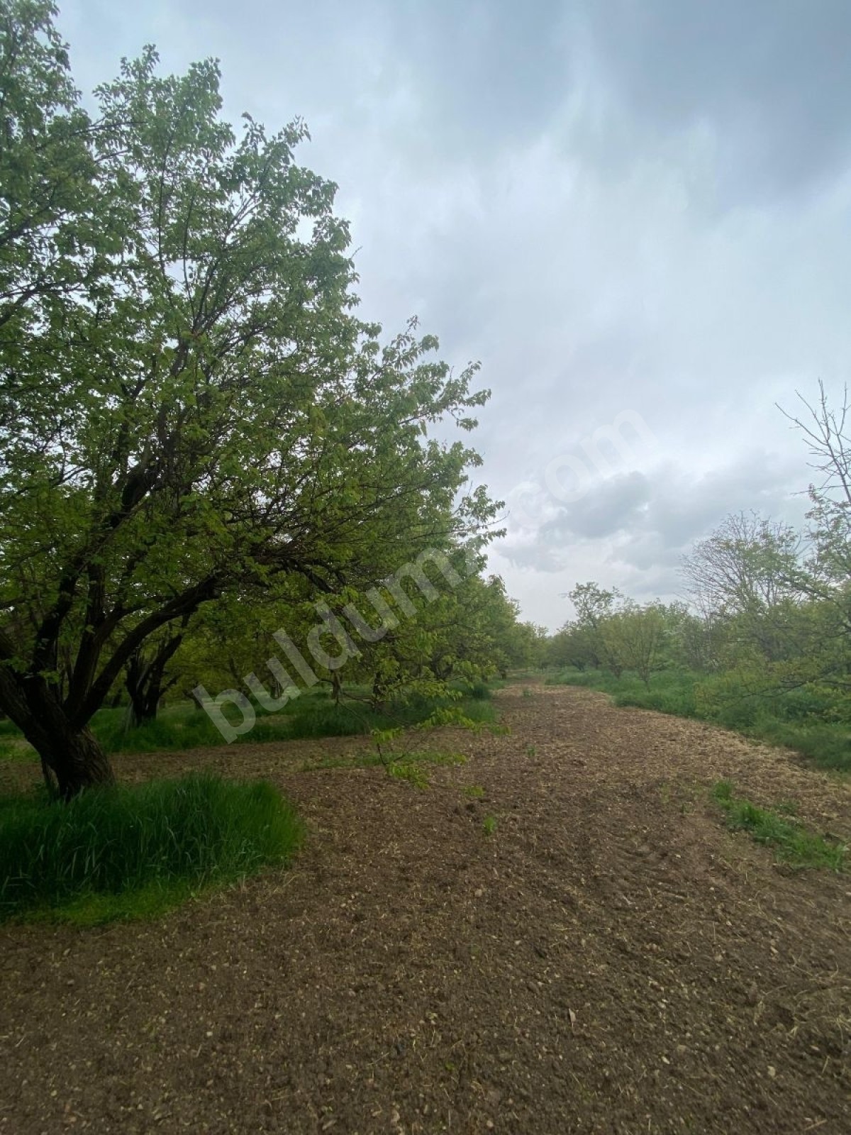 BAHÇE BAŞINDA ACİL SATILIK 11.245 M2 BAHÇE - Fotoğraf 2