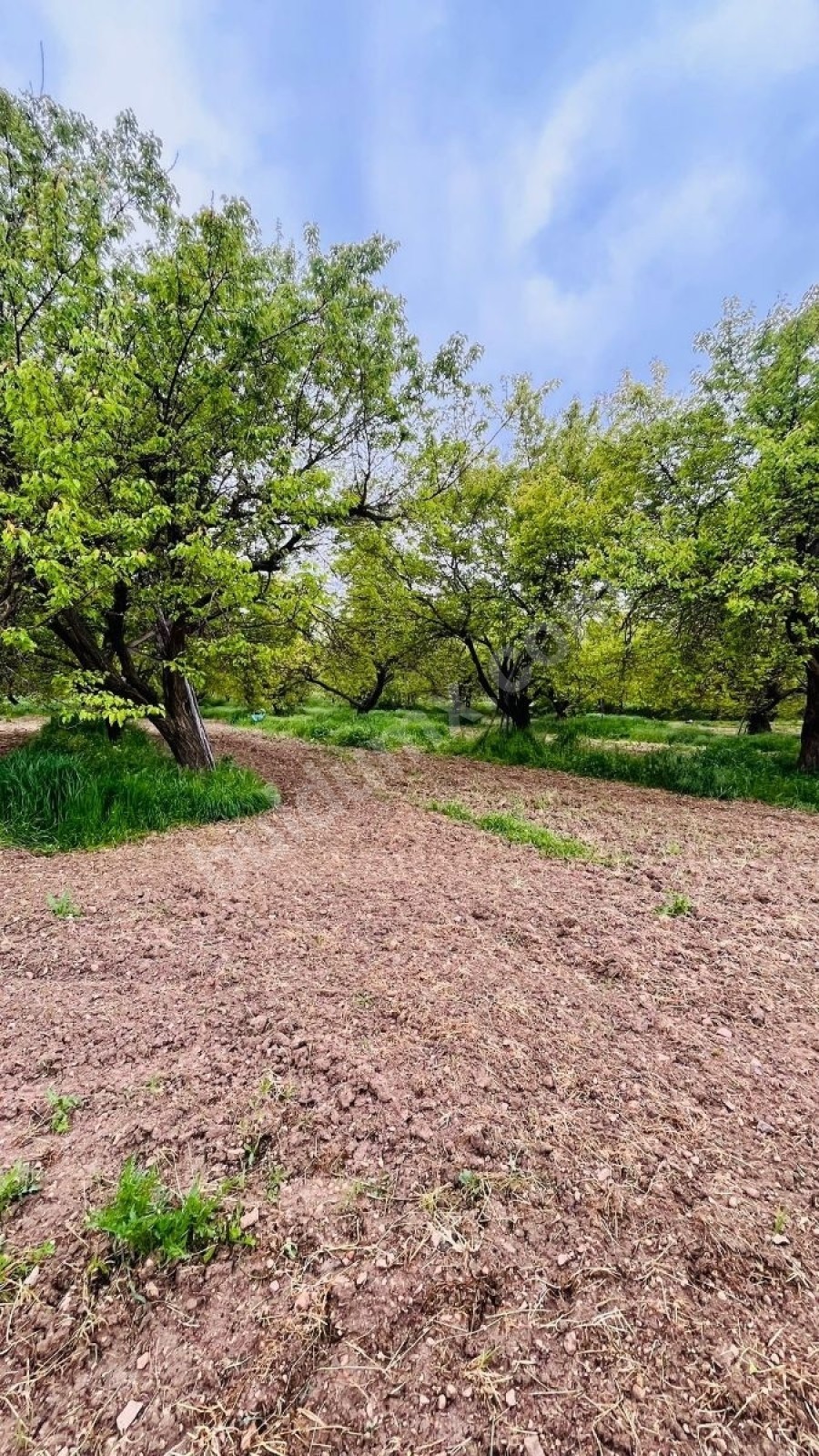 BAHÇE BAŞINDA ACİL SATILIK 11.245 M2 BAHÇE - Fotoğraf 11
