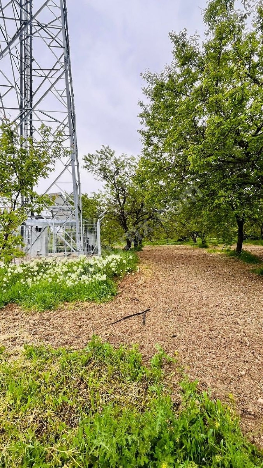 BAHÇE BAŞINDA ACİL SATILIK 11.245 M2 BAHÇE - Fotoğraf 7