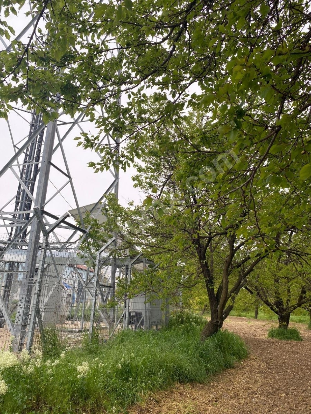 BAHÇE BAŞINDA ACİL SATILIK 11.245 M2 BAHÇE - Fotoğraf 6