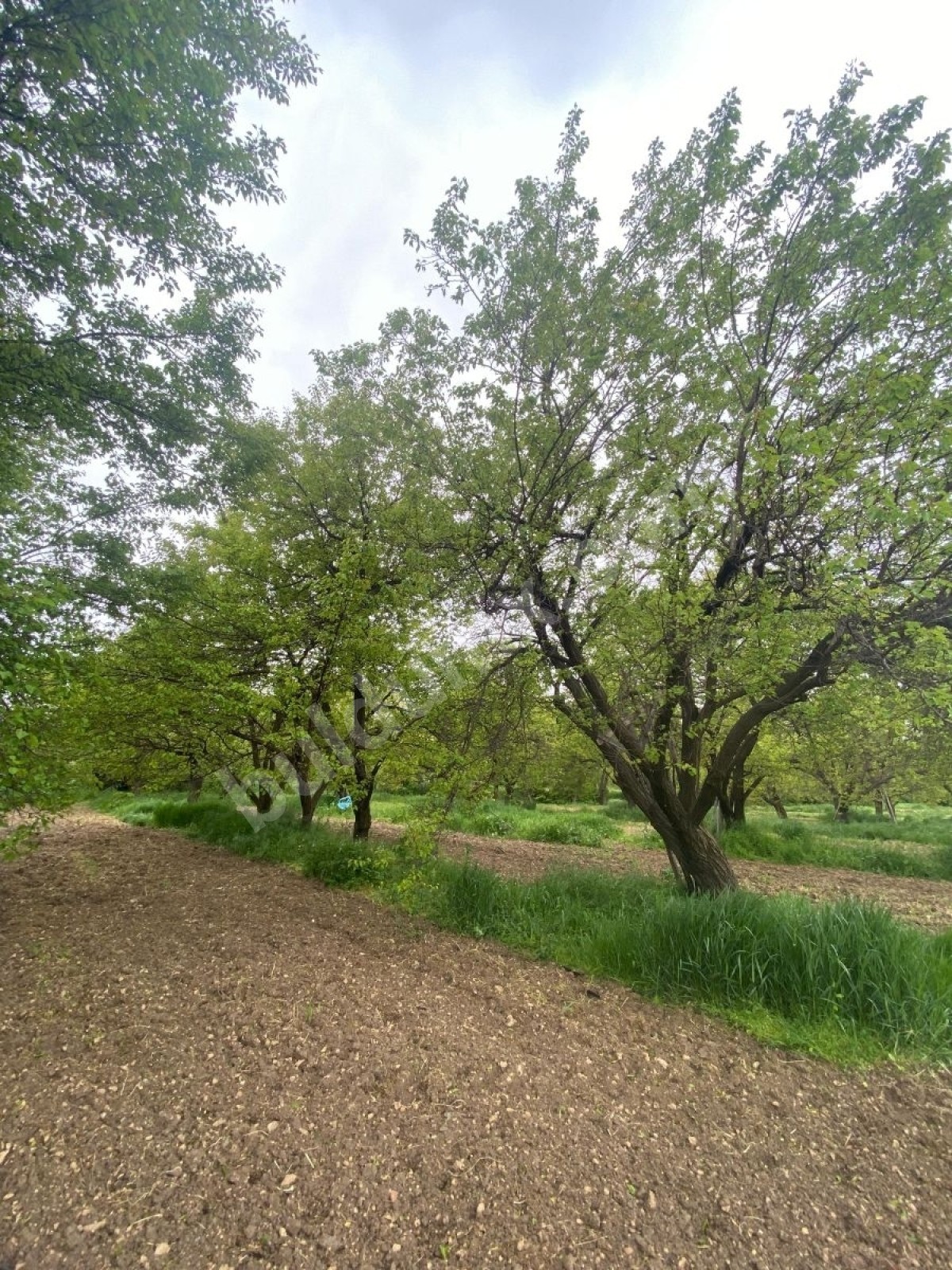 BAHÇE BAŞINDA ACİL SATILIK 11.245 M2 BAHÇE - Fotoğraf 9