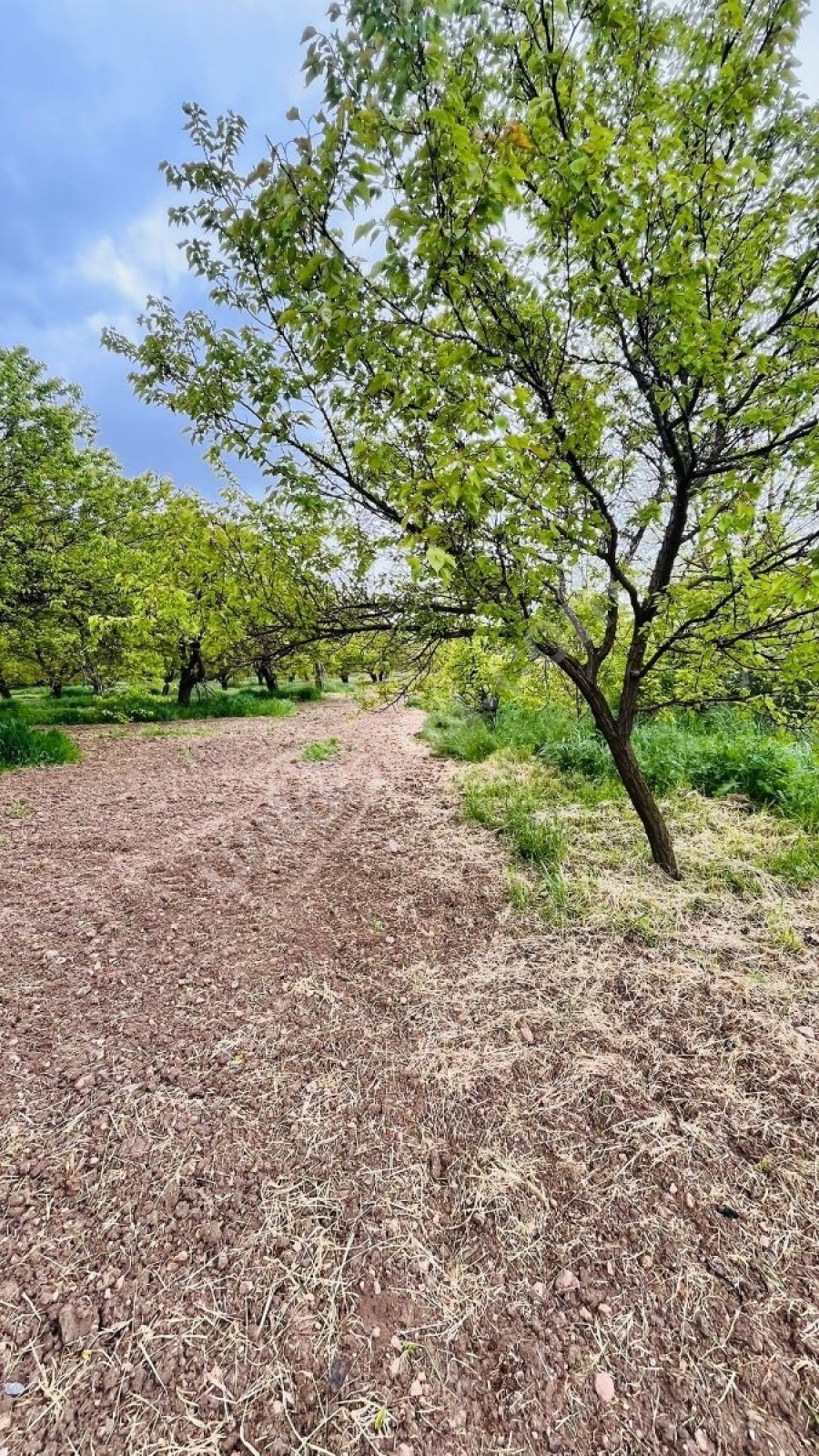 BAHÇE BAŞINDA ACİL SATILIK 11.245 M2 BAHÇE - Fotoğraf 10