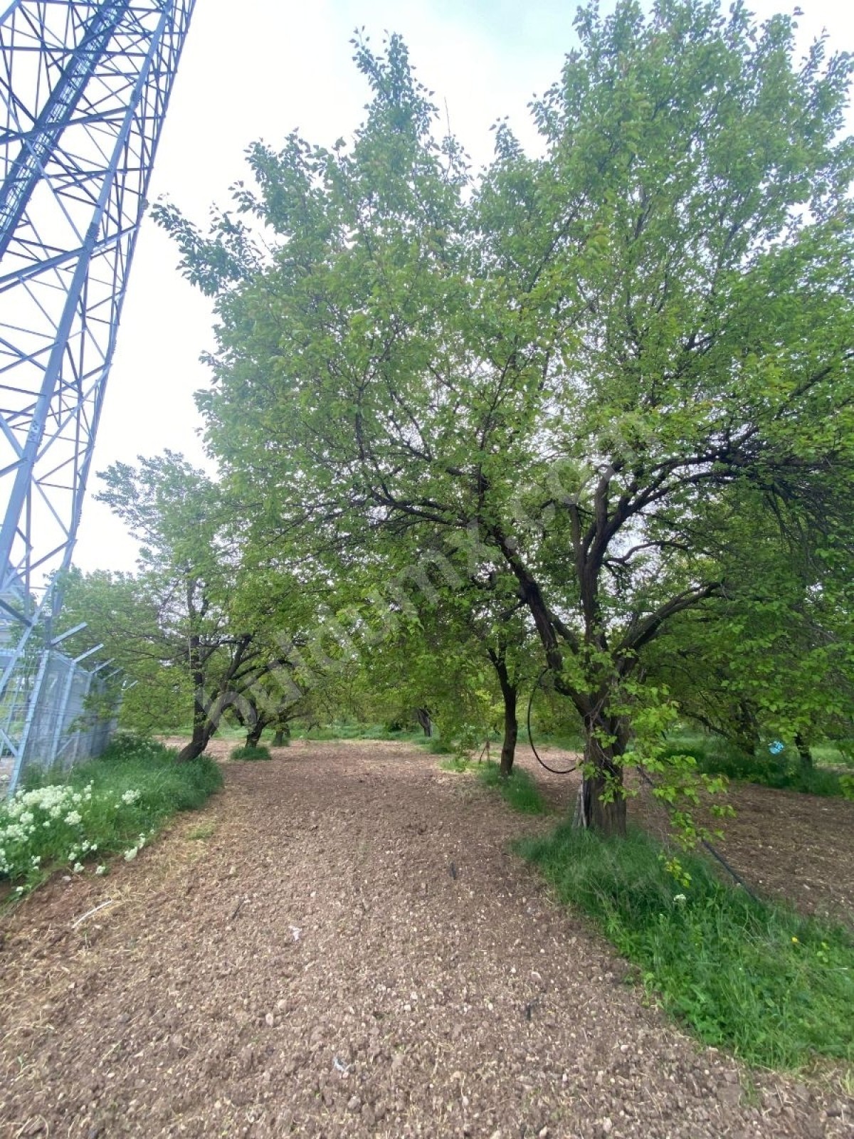 BAHÇE BAŞINDA ACİL SATILIK 11.245 M2 BAHÇE - Fotoğraf 8