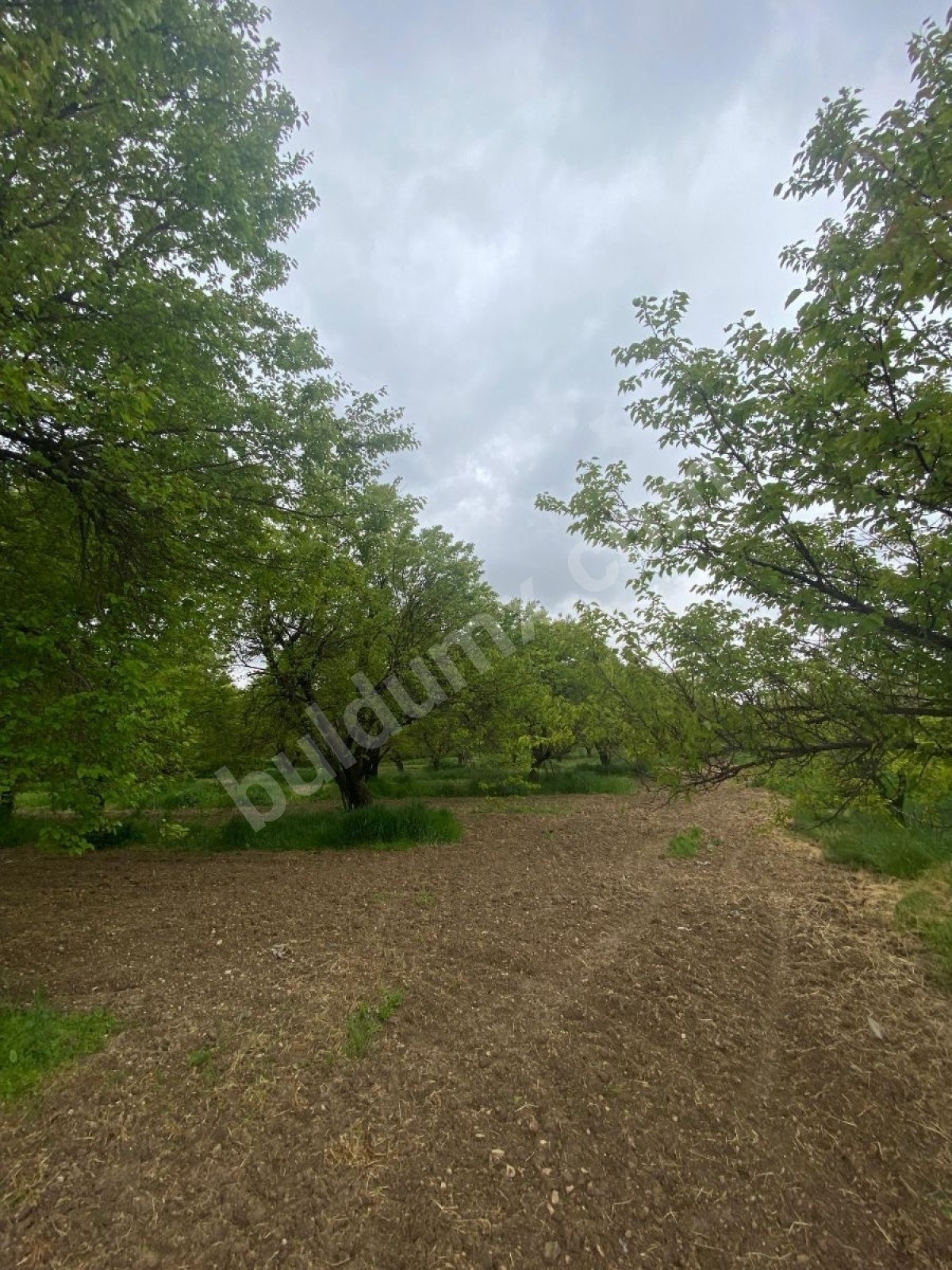 BAHÇE BAŞINDA ACİL SATILIK 11.245 M2 BAHÇE - Fotoğraf 3